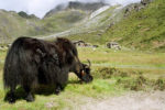 Kanchenjunga Expedition- Finally land in Ramche (Day 16)