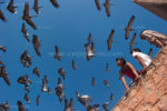Dance of the Demoiselle  Crane, Kichan Rajasthan