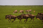 Serengeti : Africa's  Endless Plains