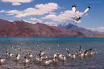 Pangong Tso Lake. The Magnate of  Bollywood Tourists